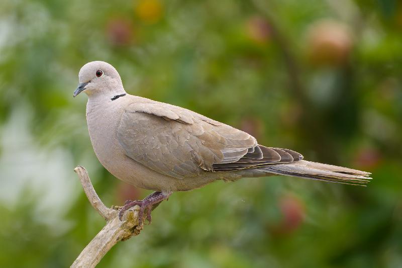 Agathe - die Türkentaube