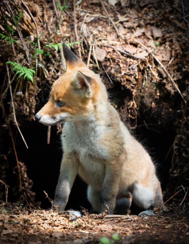Am Fuchsbau - der erste Welpe traut sich raus