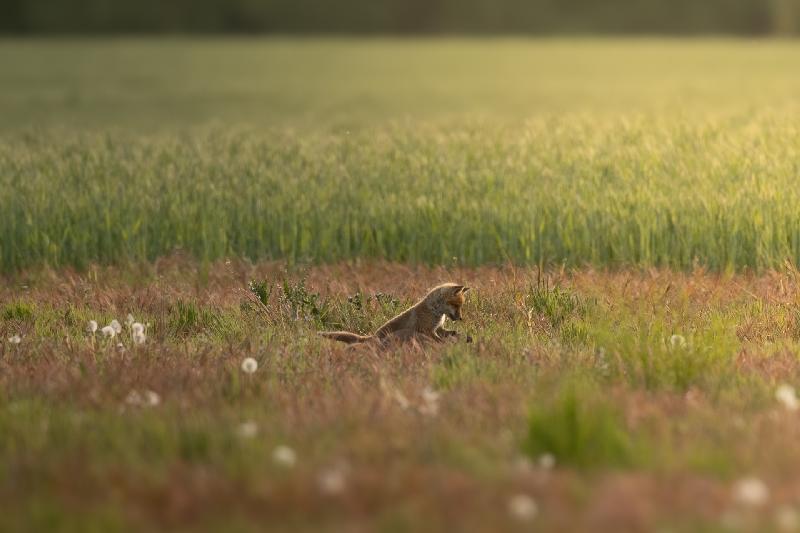 Am Fuchsbau