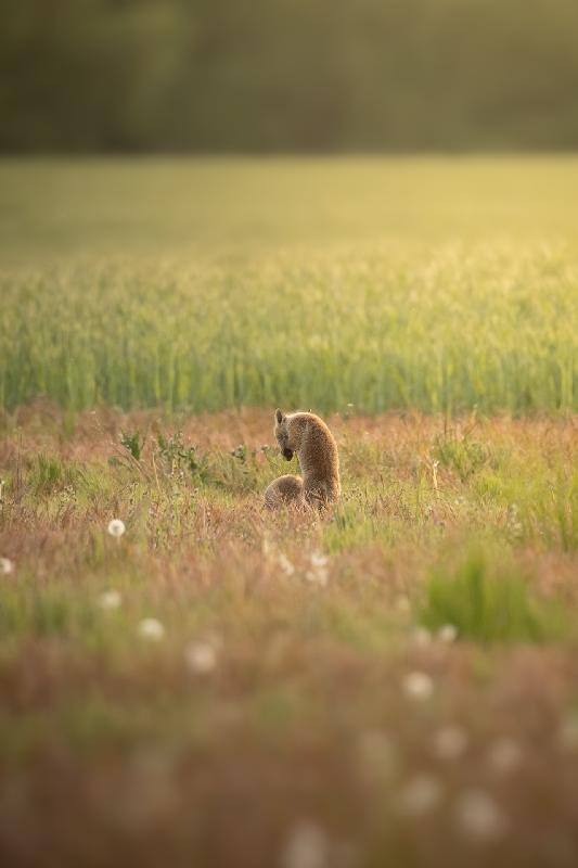 Am Fuchsbau