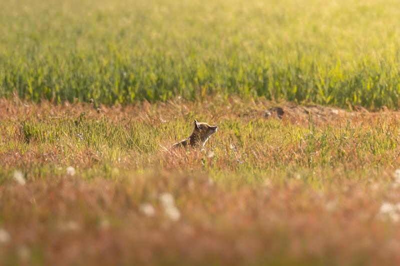 Am Fuchsbau