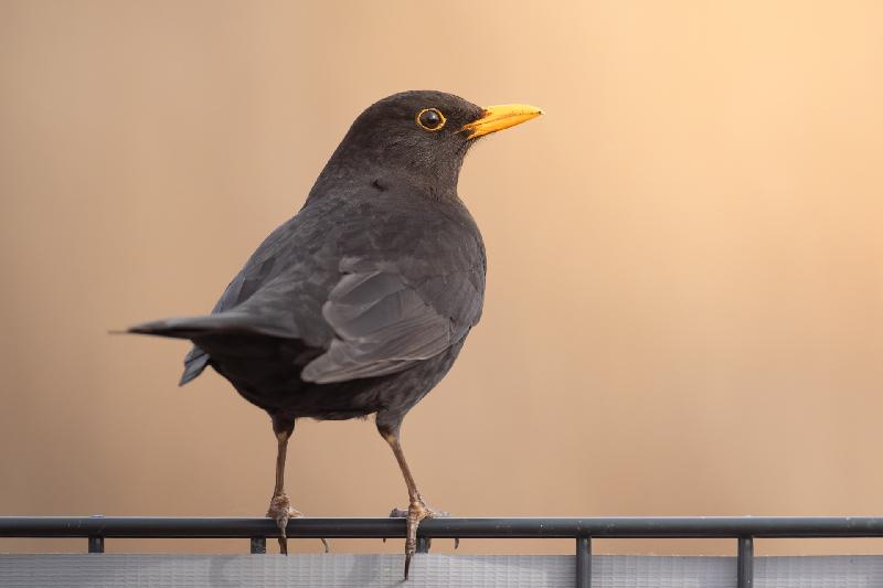 Amsel