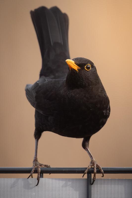 Amsel