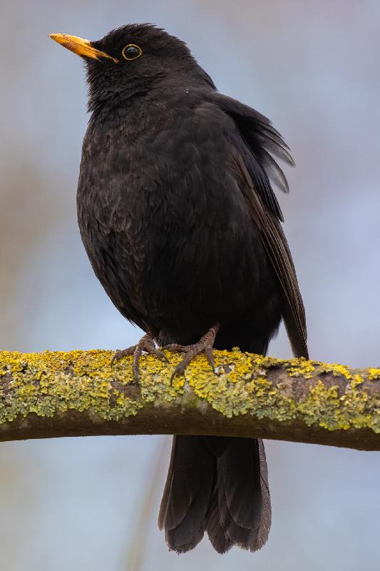 Amsel