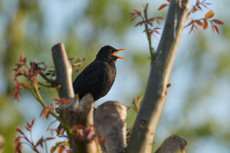 Amsel am Abend
