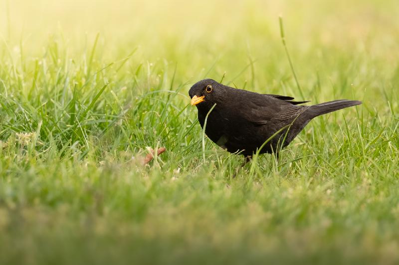 Amsel auf Nahrungssuche
