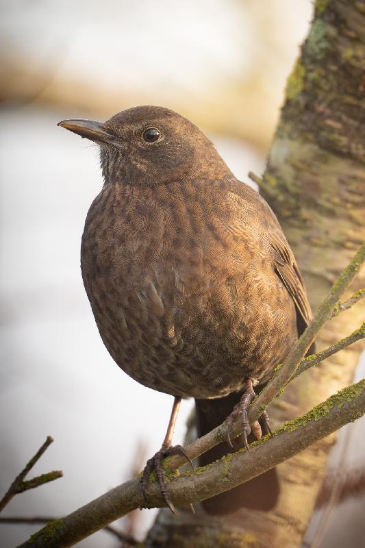 Amsel im Herbstlicht