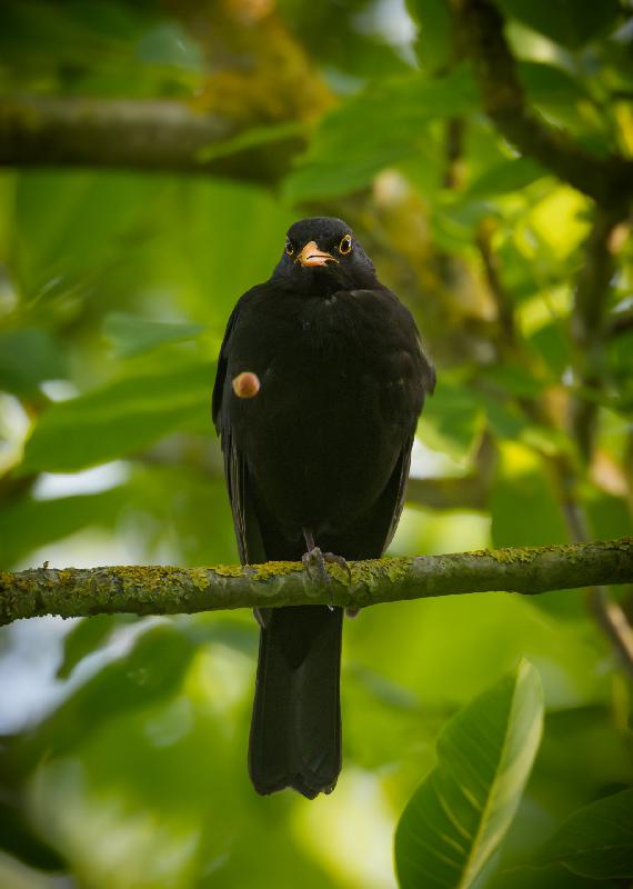 Amsel lässt Kern fallen