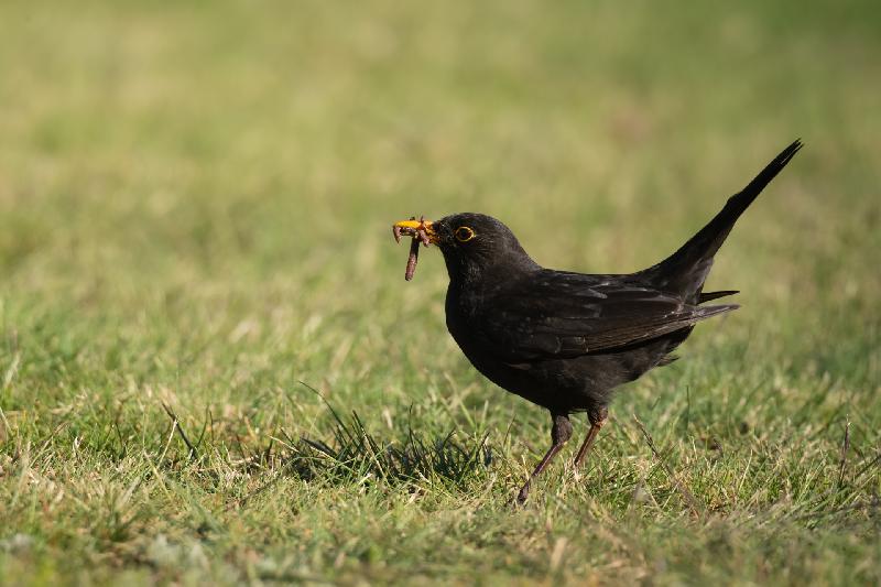 Amsel mit Beute