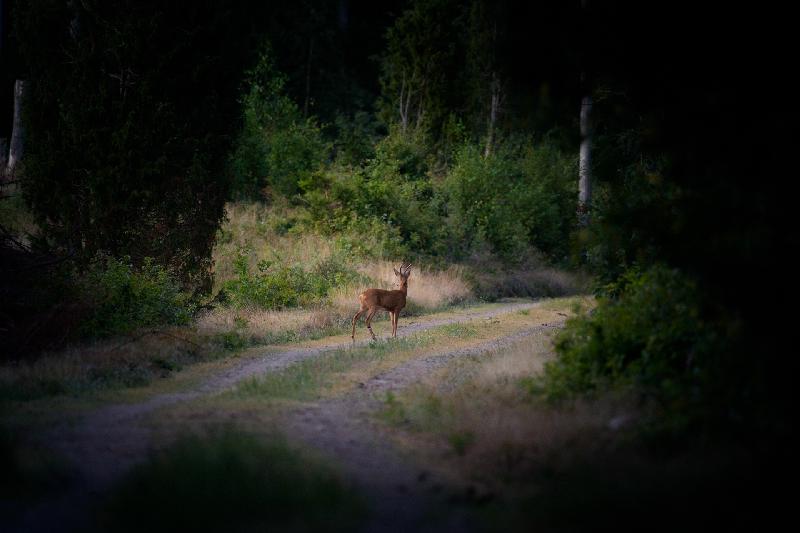 Auf dem richtigen Pfad