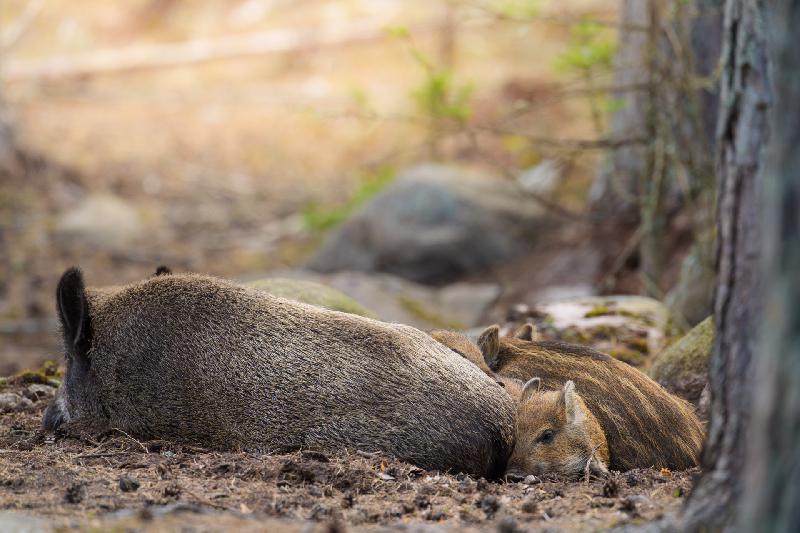 Bache mit Frischlingen