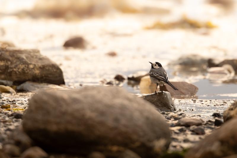 Bachstelze am Strand