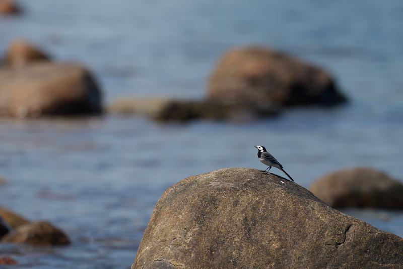Bachstelze auf Stein an der Ostsee
