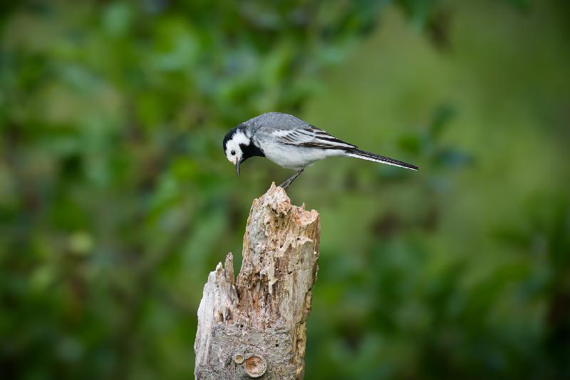 Bachstelze auf morschem Baum