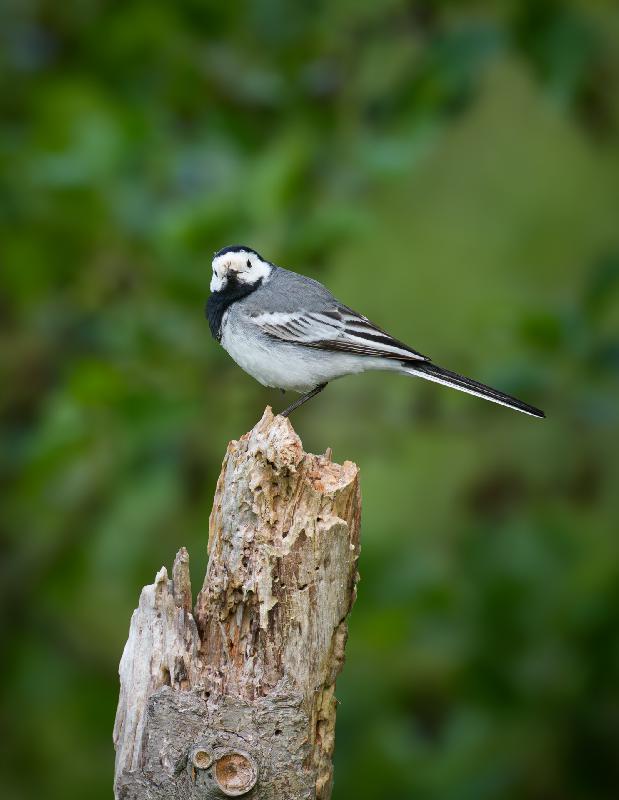 Bachstelze auf morschem Baum