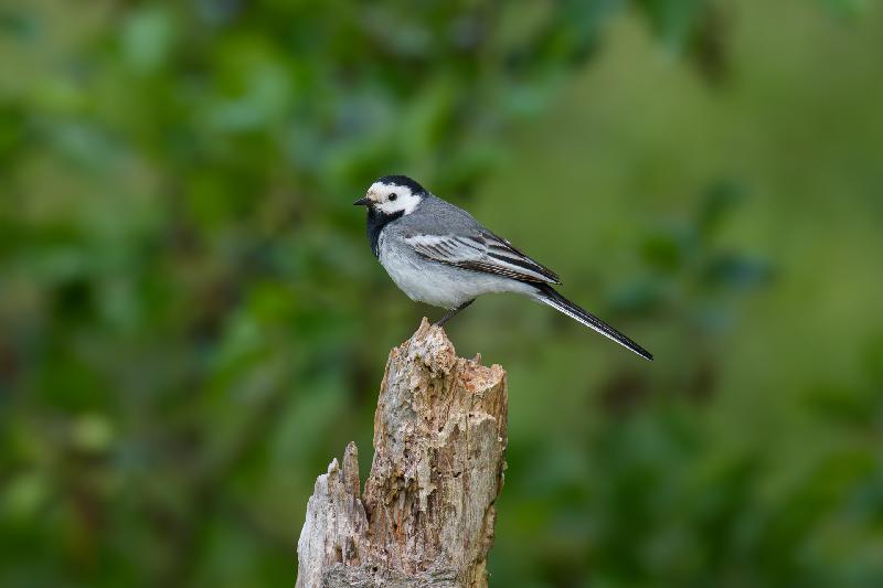 Bachstelze auf morschem Baum