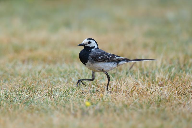 Bachstelze im Garten