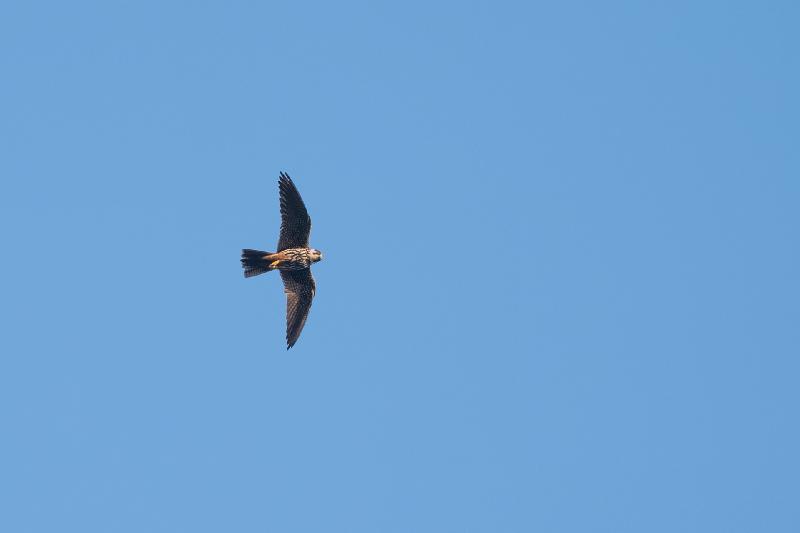 Baumfalke