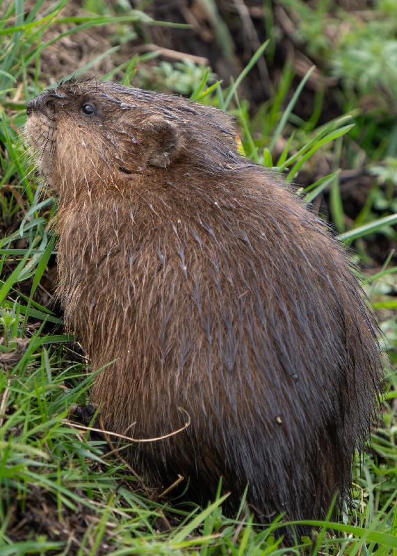 Bisamratte am Grabenrand