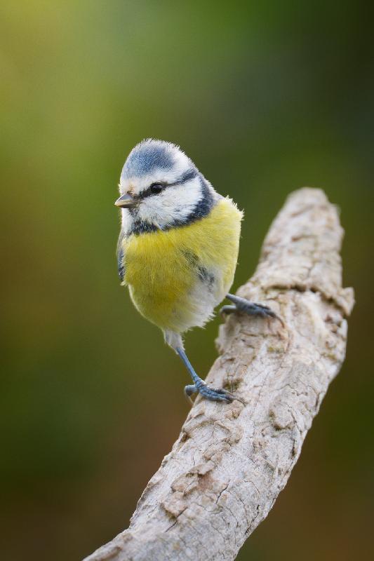 Blaumeise am Futterplatz