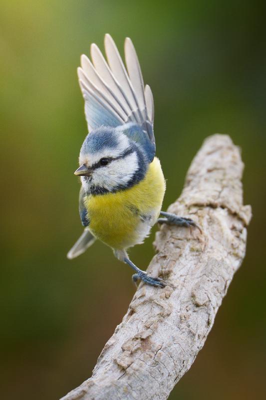 Blaumeise am Futterplatz