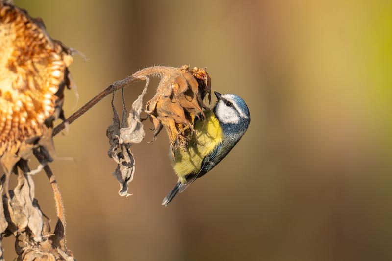 Blaumeise an alter Sonnenblume