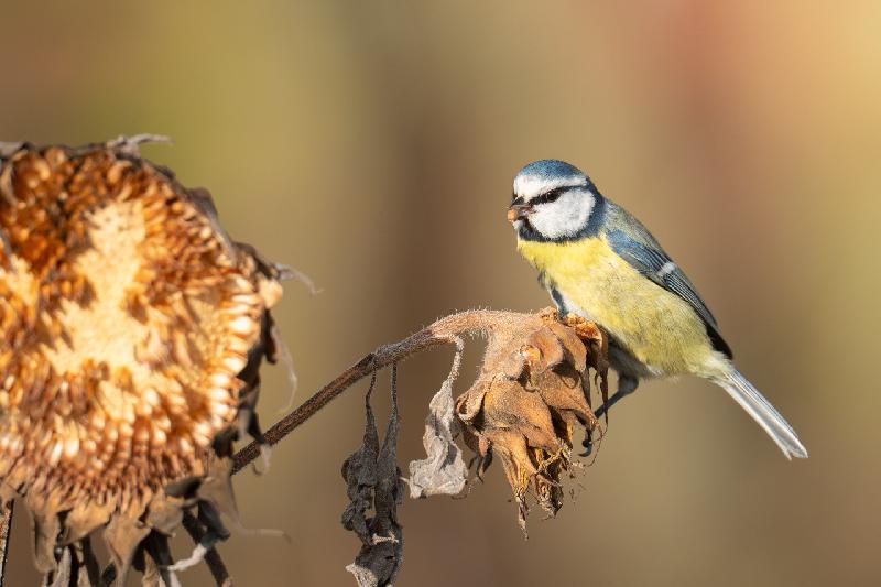Blaumeise an alter Sonnenblume