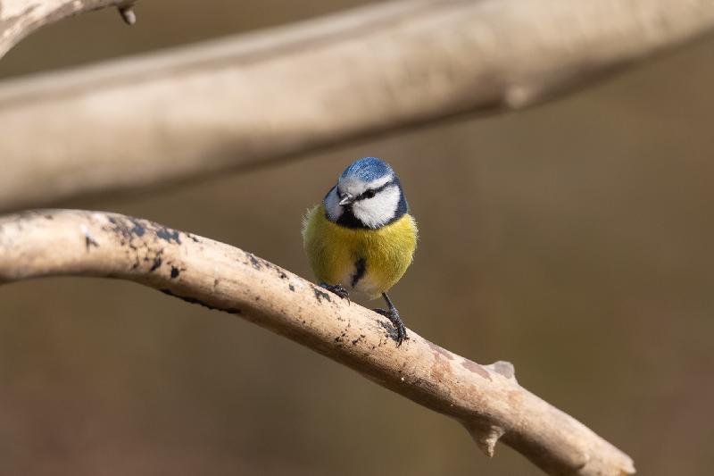 Blaumeise an der Futterstelle