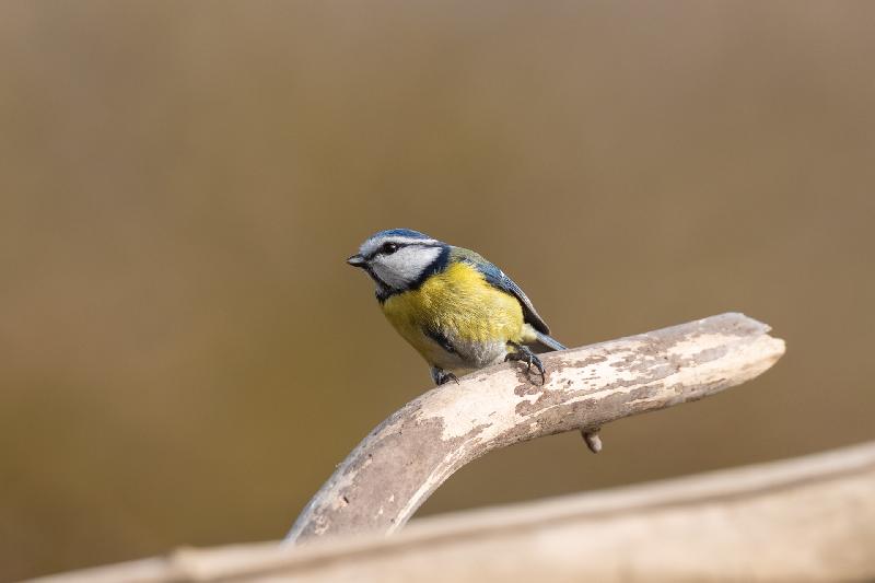Blaumeise an der Futterstelle