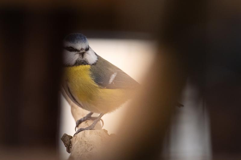 Blaumeise hinterm Futterhäuschen