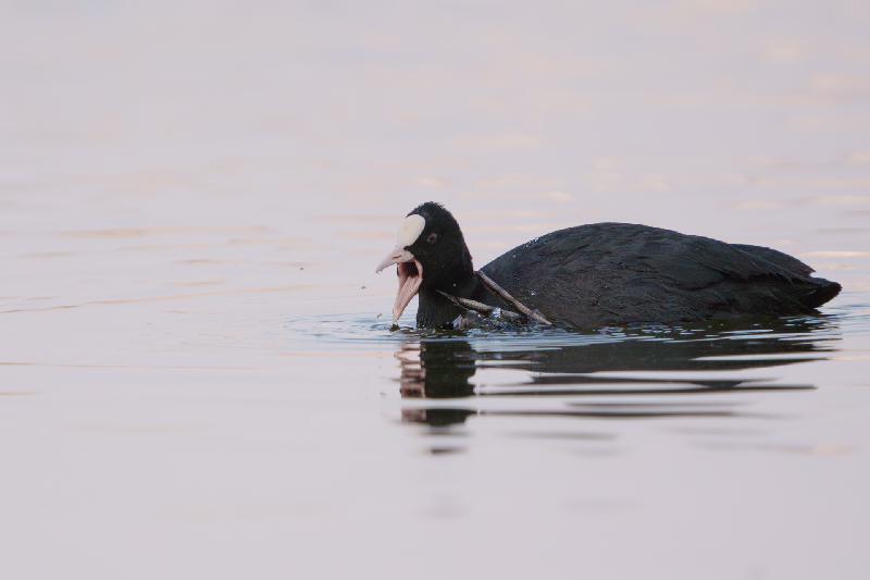 Bläßhuhn auf dem Mühlenteich