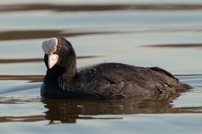 Bläßhuhn auf dem Neuklostersee
