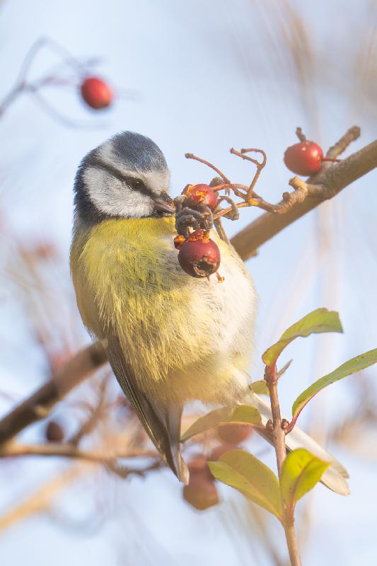 Bleumeise bei der Nahrungssuche