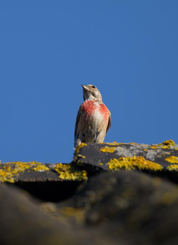 Bluthänfling auf dem Dach