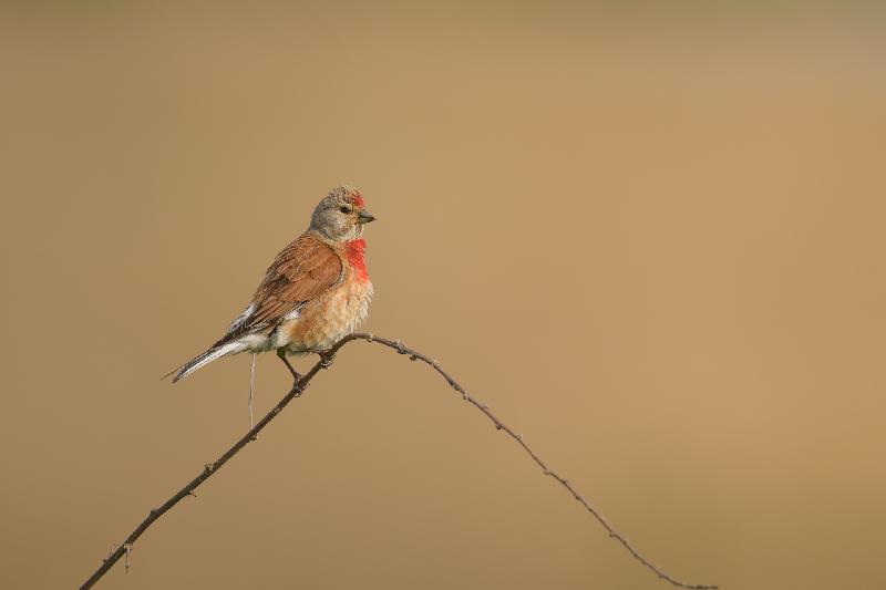 Bluthänfling auf der Insel Poel