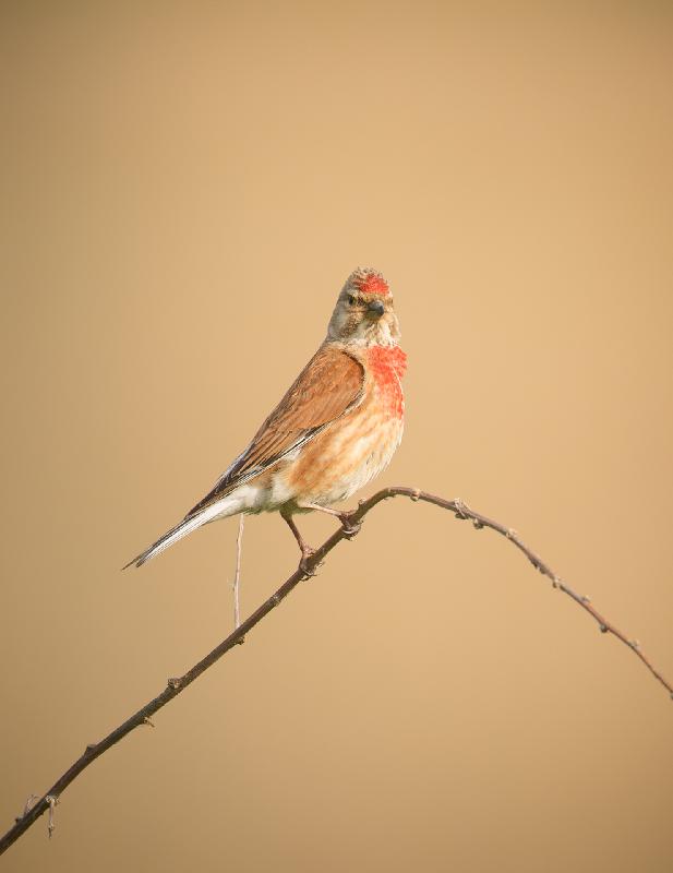 Bluthänfling auf der Insel Poel
