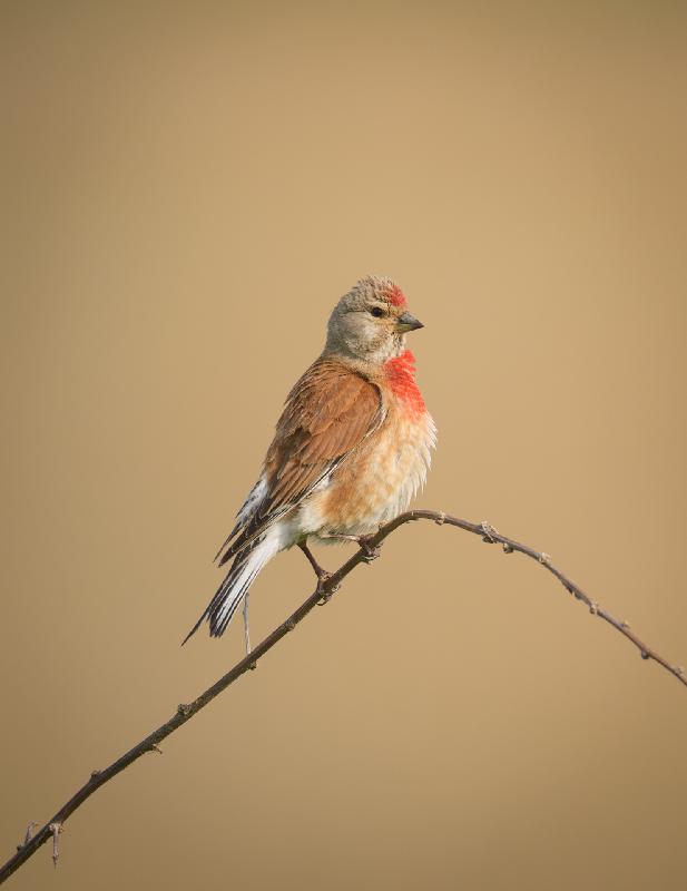 Bluthänfling auf der Insel Poel
