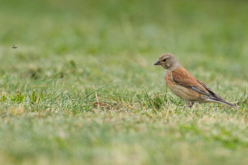 Bluthänfling im Garten