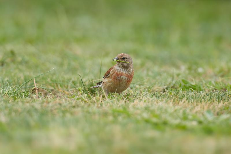 Bluthänfling im Garten