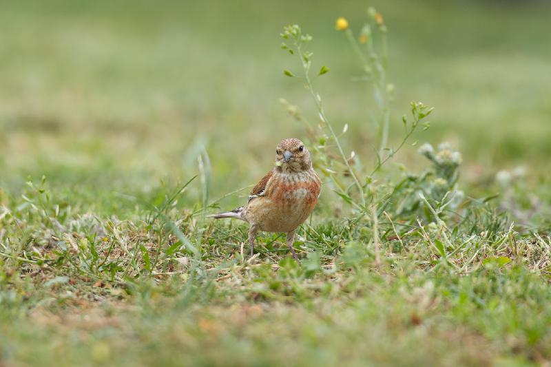 Bluthänfling im Garten