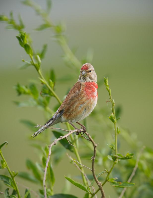 Bluthänfling im Gebüsch