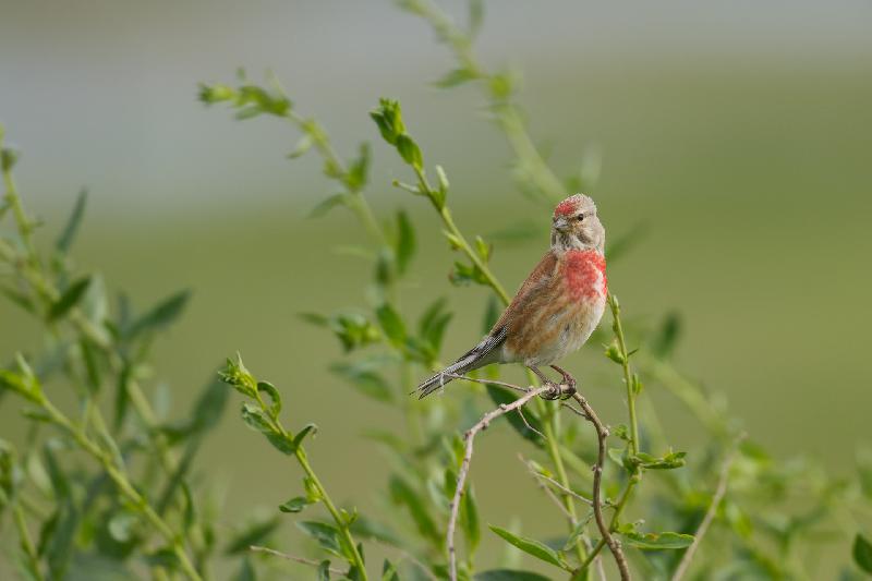 Bluthänfling im Gebüsch