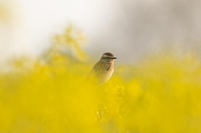 Braunkehlchen