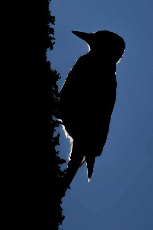 Buntspecht Silhouette