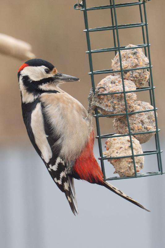 Buntspecht an der Futterstelle
