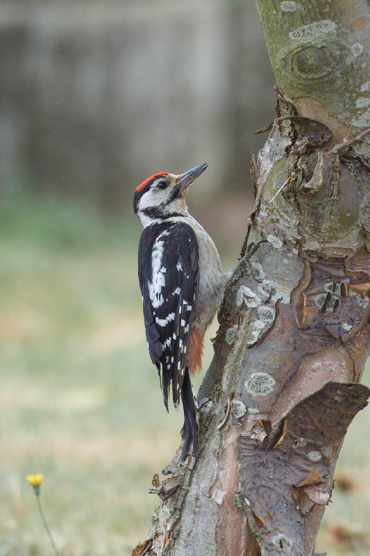 Buntspecht im Garten
