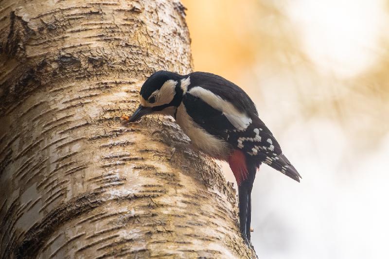 Buntspecht trinkt Birkensaft