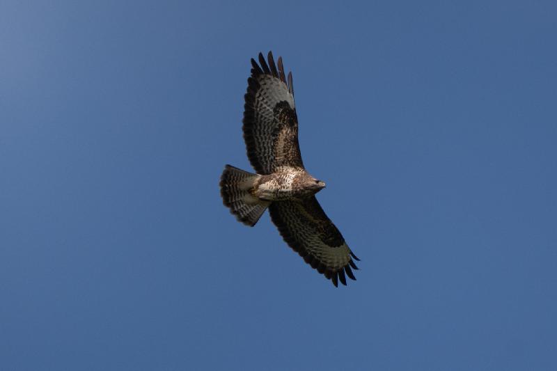 Bussard sucht nach Beute