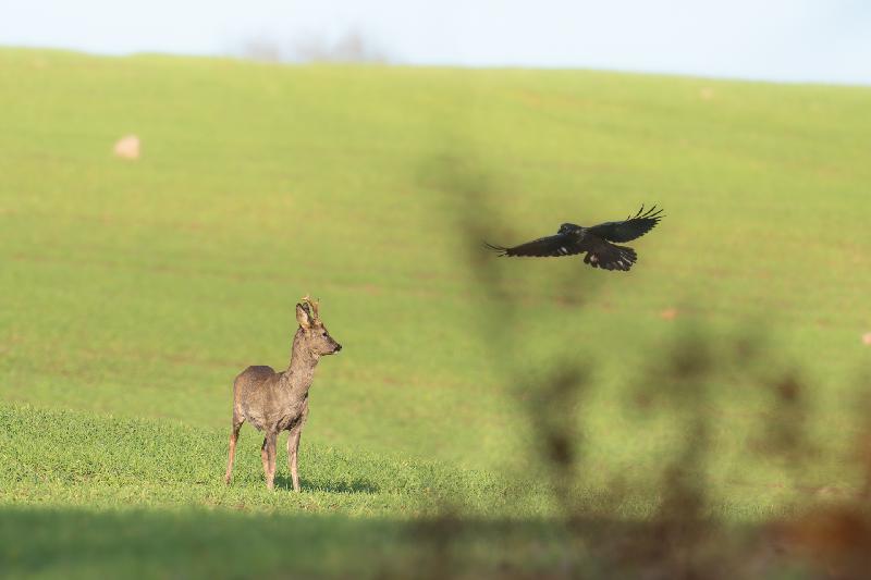 Das Reh und die Krähe