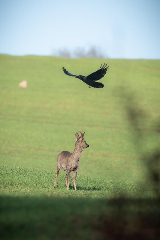 Das Reh und die Krähe